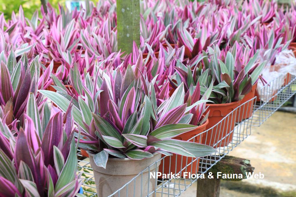 Tradescantia spathacea 'Variegata Pink'